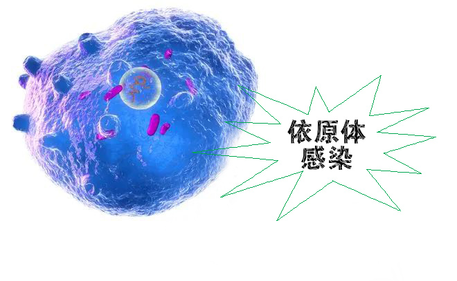 怎么不知不覺就感染了沙眼依原體呢？